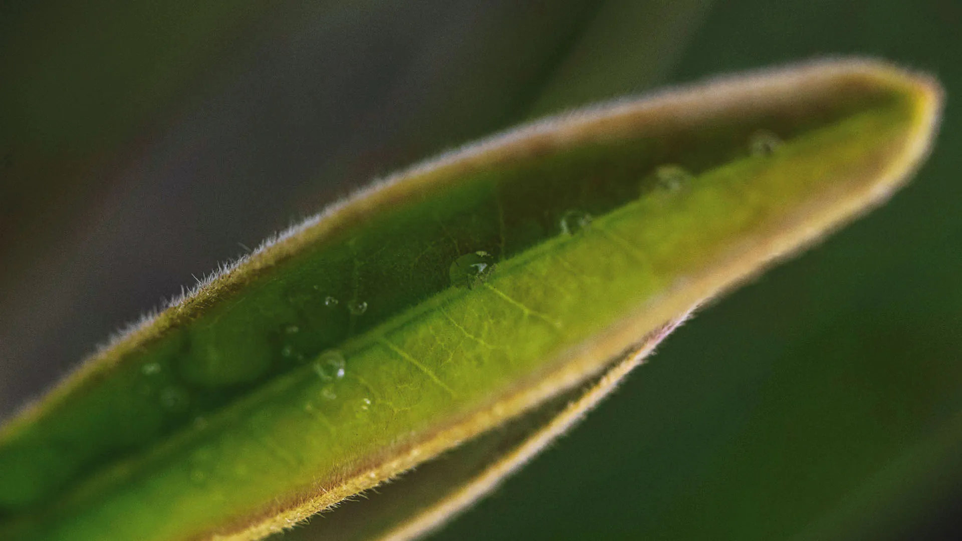 Detalhe da folha ciliada da perinha-do-cerrado e pequenas gotículas de água em sua extensão.