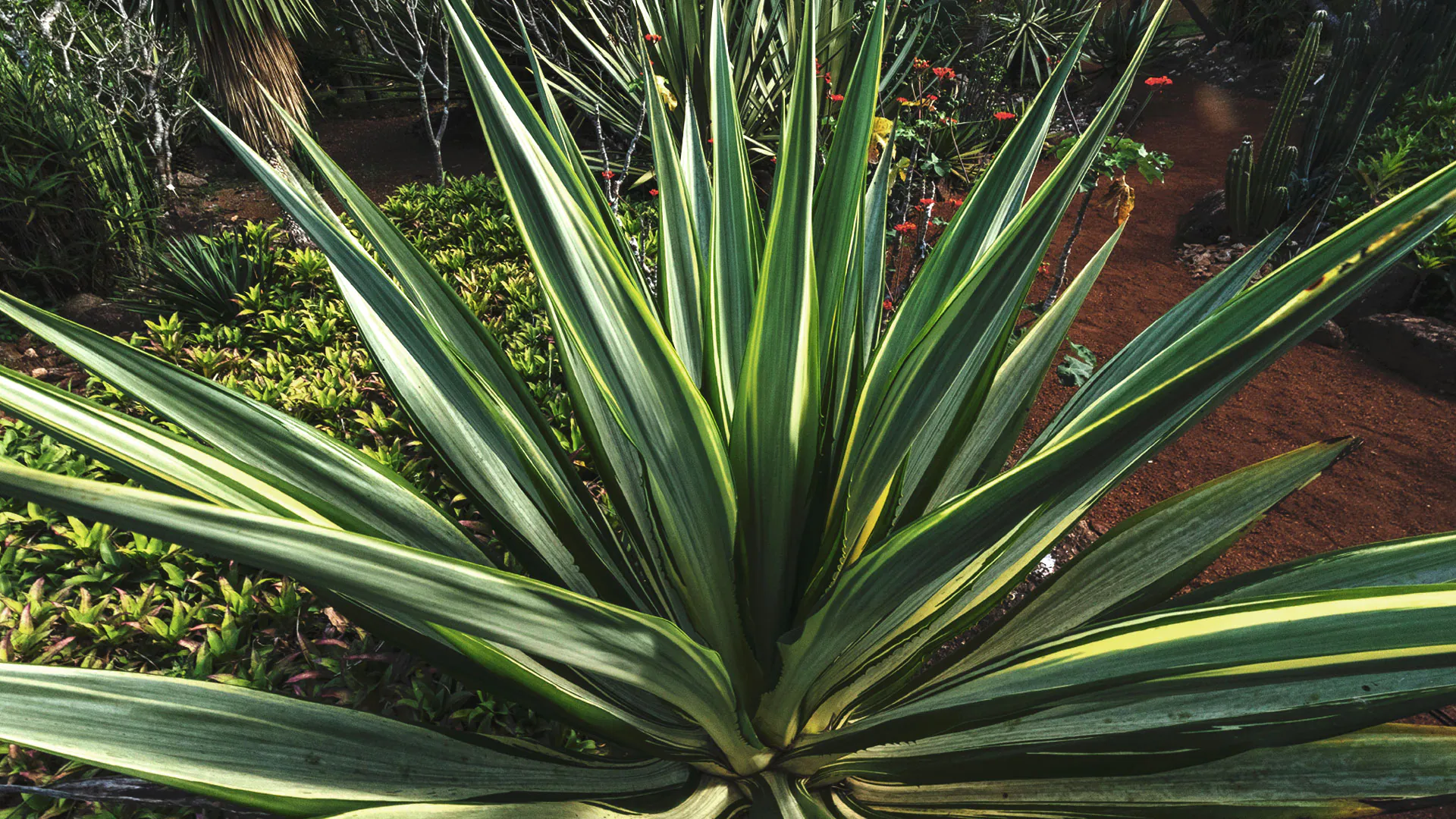 Folhas da piteira. Os tons variam entre verde claro e escuro nas folhas com formato alongado.