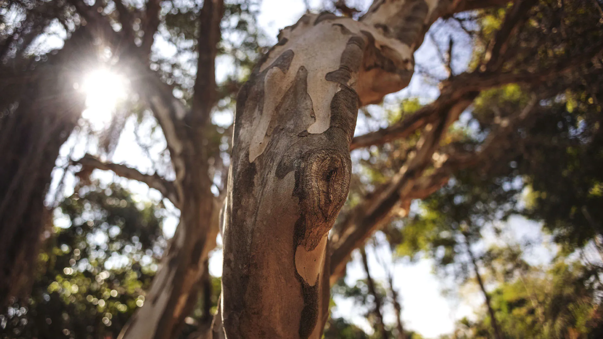 Detalhe para marca em parte do tronco da tataré.