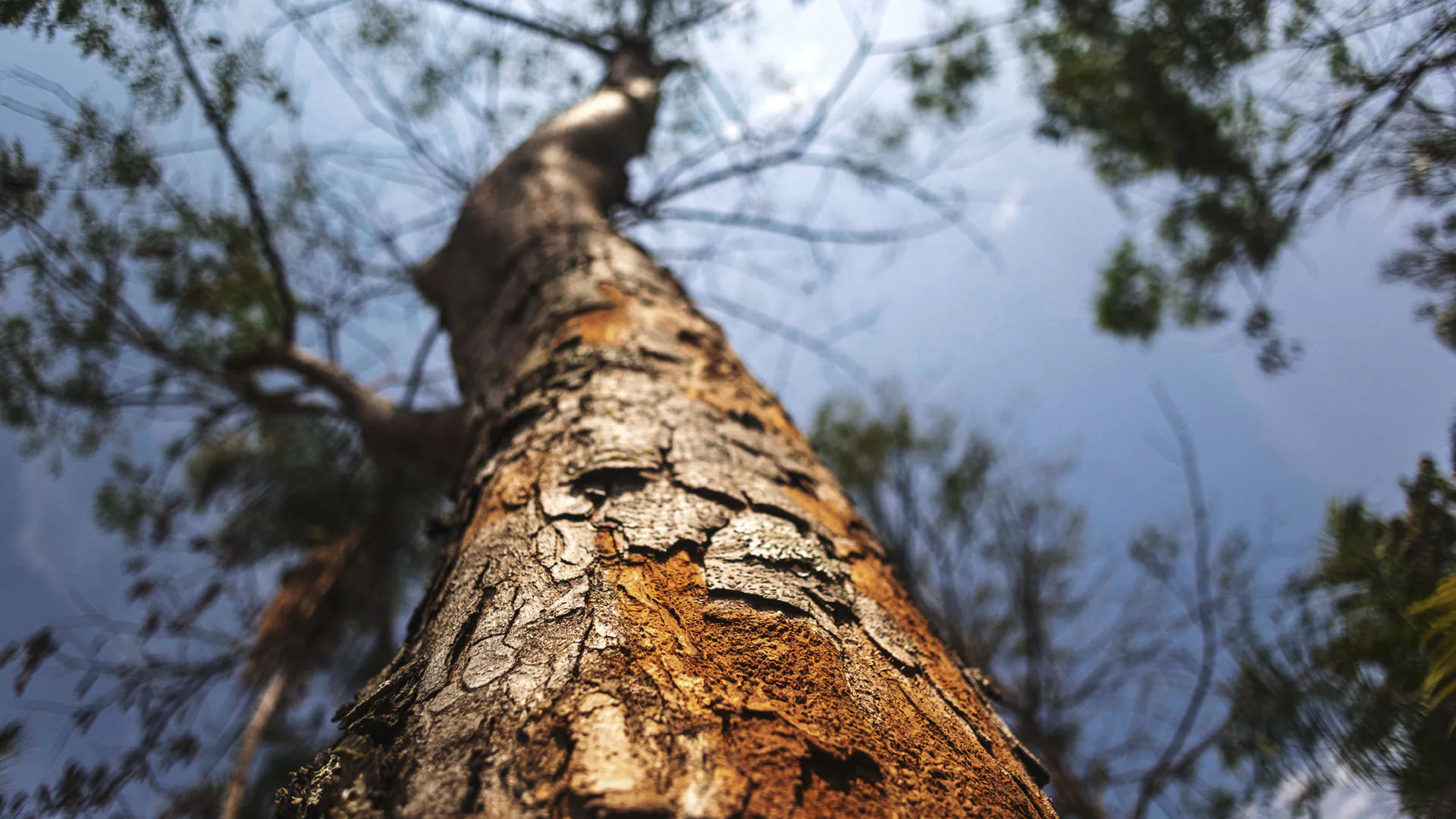 Detalhe do tronco do vinhático, que tem algumas lascas e diferentes texturas.