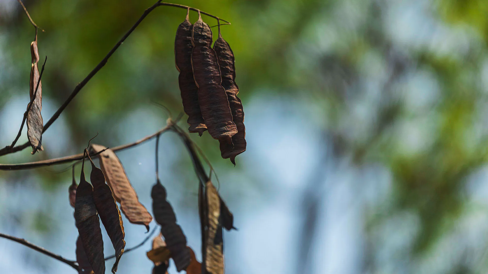 Frutos do vinhático têm cor amarronzada e estão na ponta de alguns galhos.