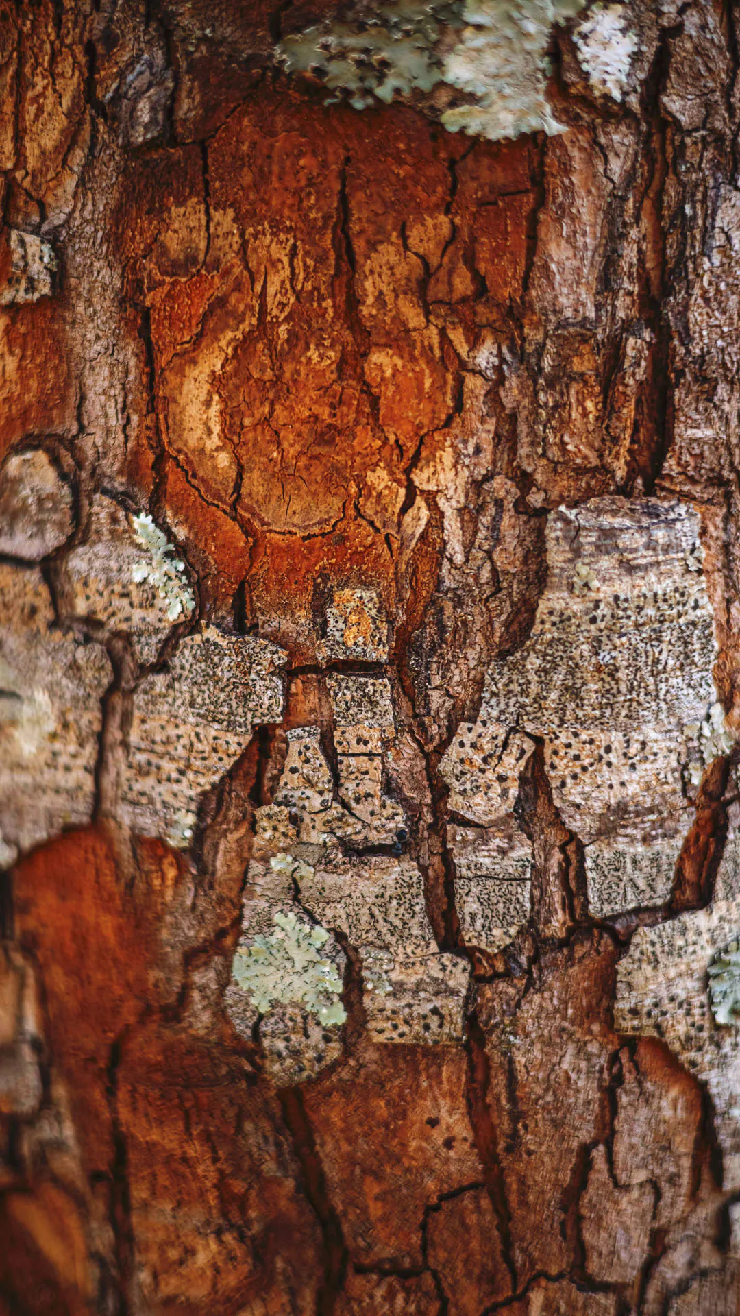 Detalhe do tronco com lascas, uma das características do vinhático.