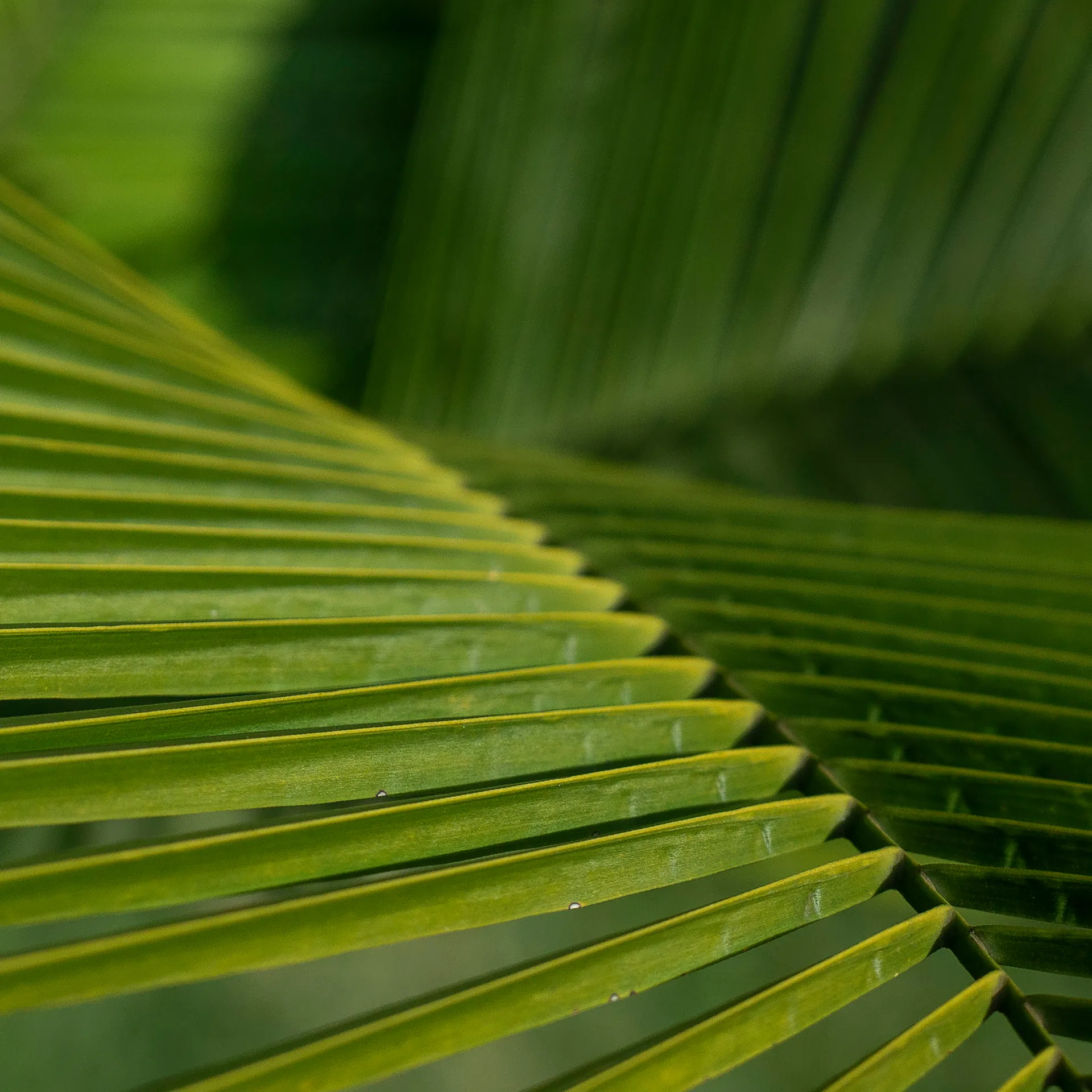 Visitas com duração de 2h serão oferecidas durante a Semana do Meio Ambiente Inhotim 2023. Foto: João Marcos Rosa