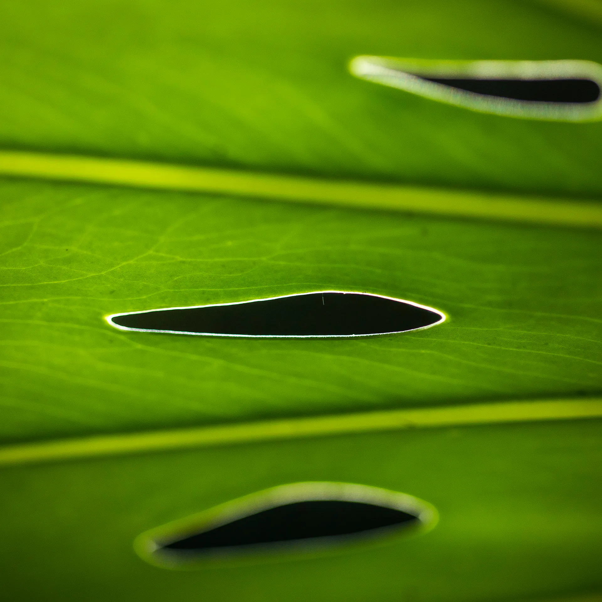 Espaço Ciência Inhotim traz dispositivos pedagógicos na Semana do Meio Ambiente 2023 para levar curiosidades e informações científicas sobre espécies botânicas. Foto: João Marcos Rosa