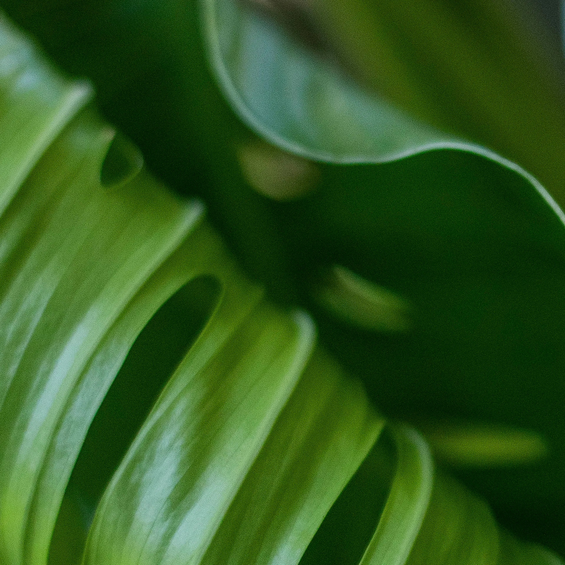 Landscapers, Inhotim’s Botanical Garden team and the Belo Horizonte Zoobotany Foundation talk about possibilities and challenges in the conservation of plant species. Photo: João Marcos Rosa