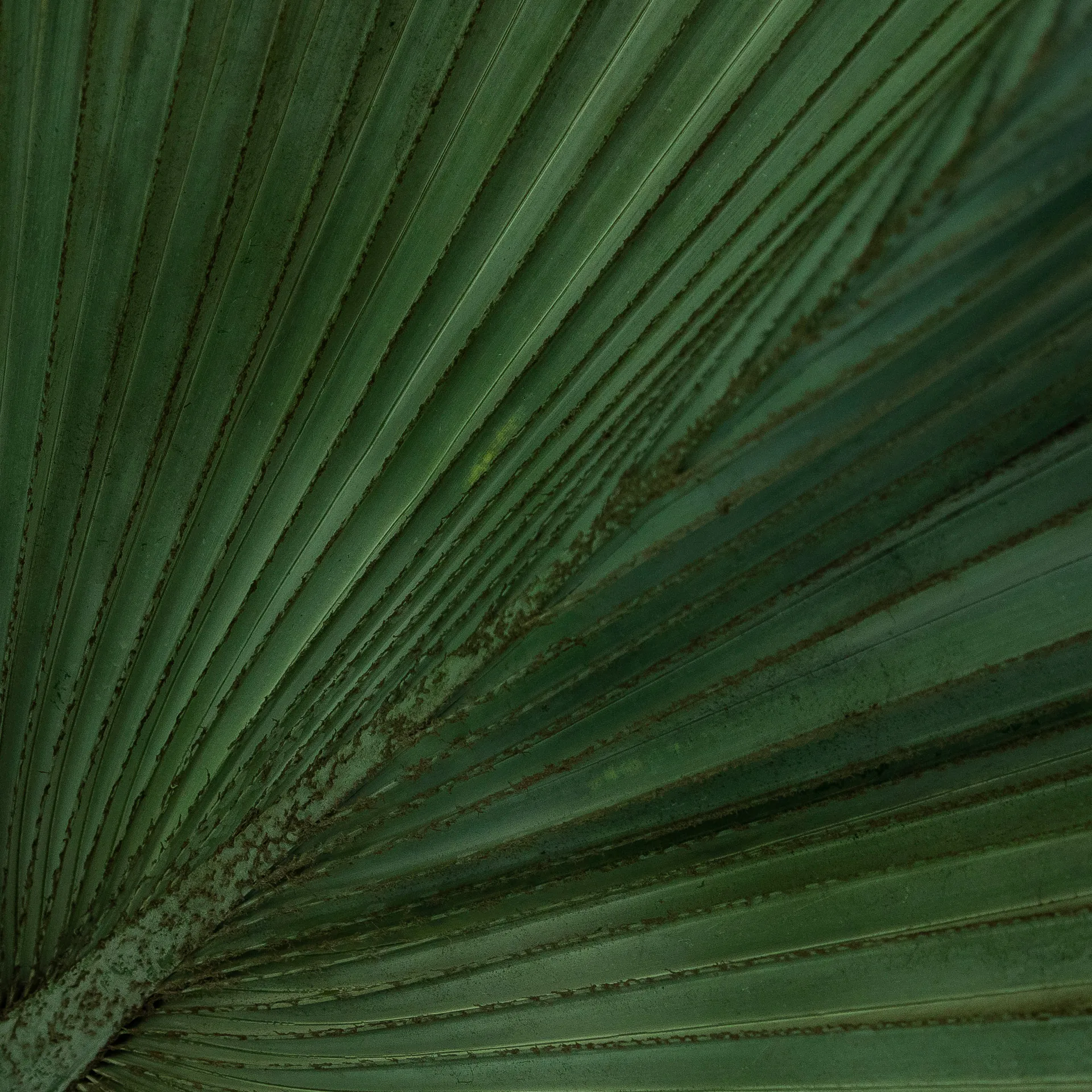Orquestra de Cordas, Escola de Música and guest artists perform for Inhotim’s cultural program on June 3 and 4. Photo: João Marcos Rosa
