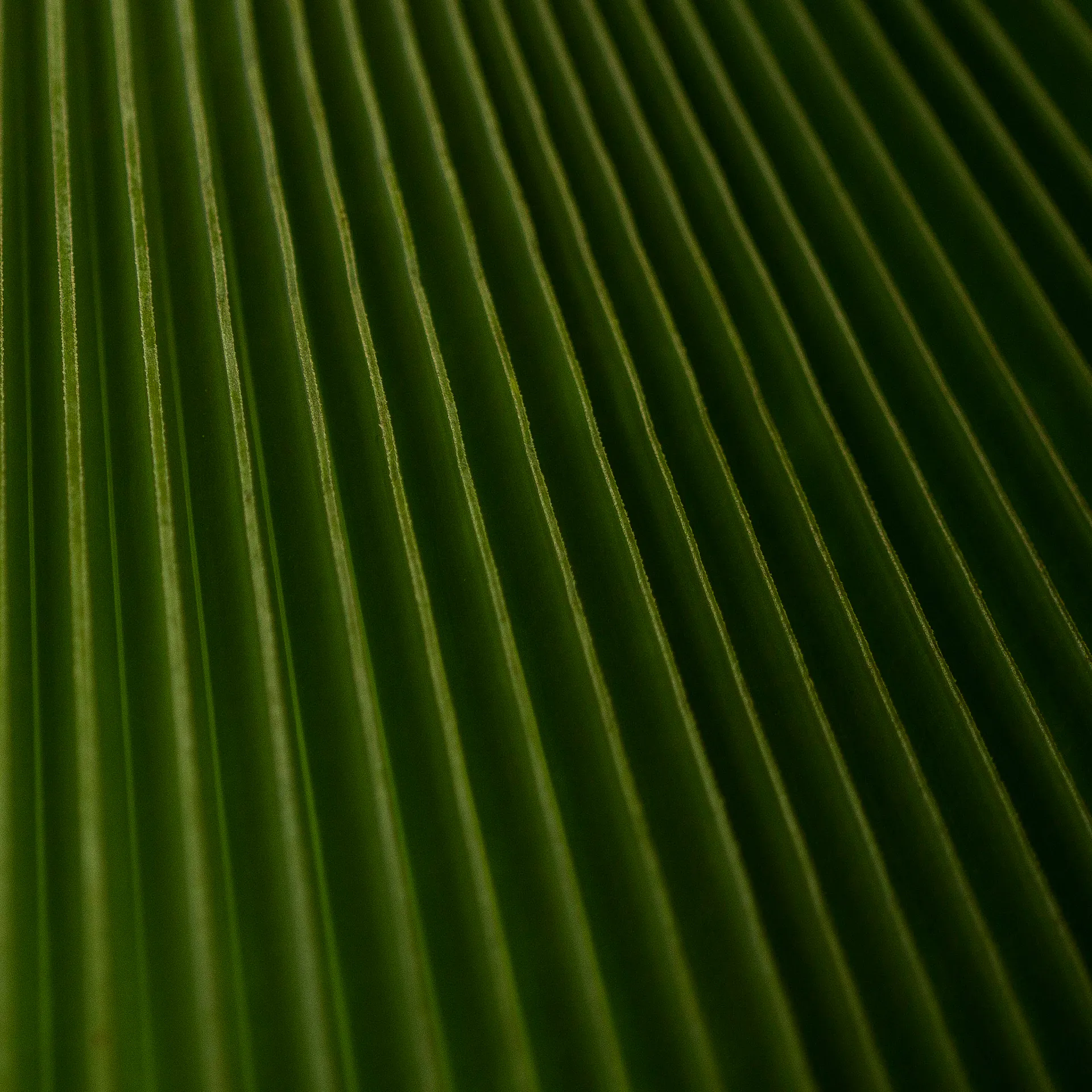 Program offers 5 days of free activities with reflections on the central role of plants in environmental issues. Photo: João Marcos Rosa