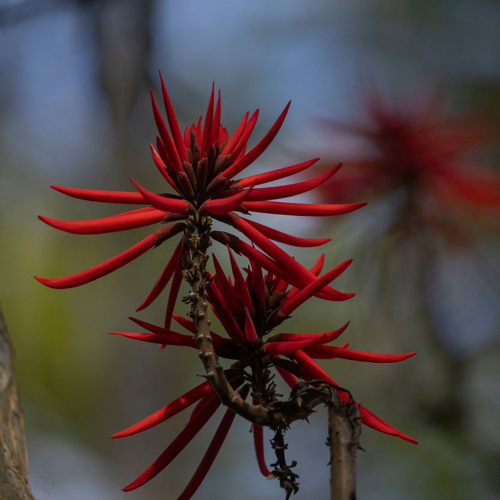 A chegada da primavera transforma os jardins do Inhotim. foto: João Marcos Rosa/Nitro.