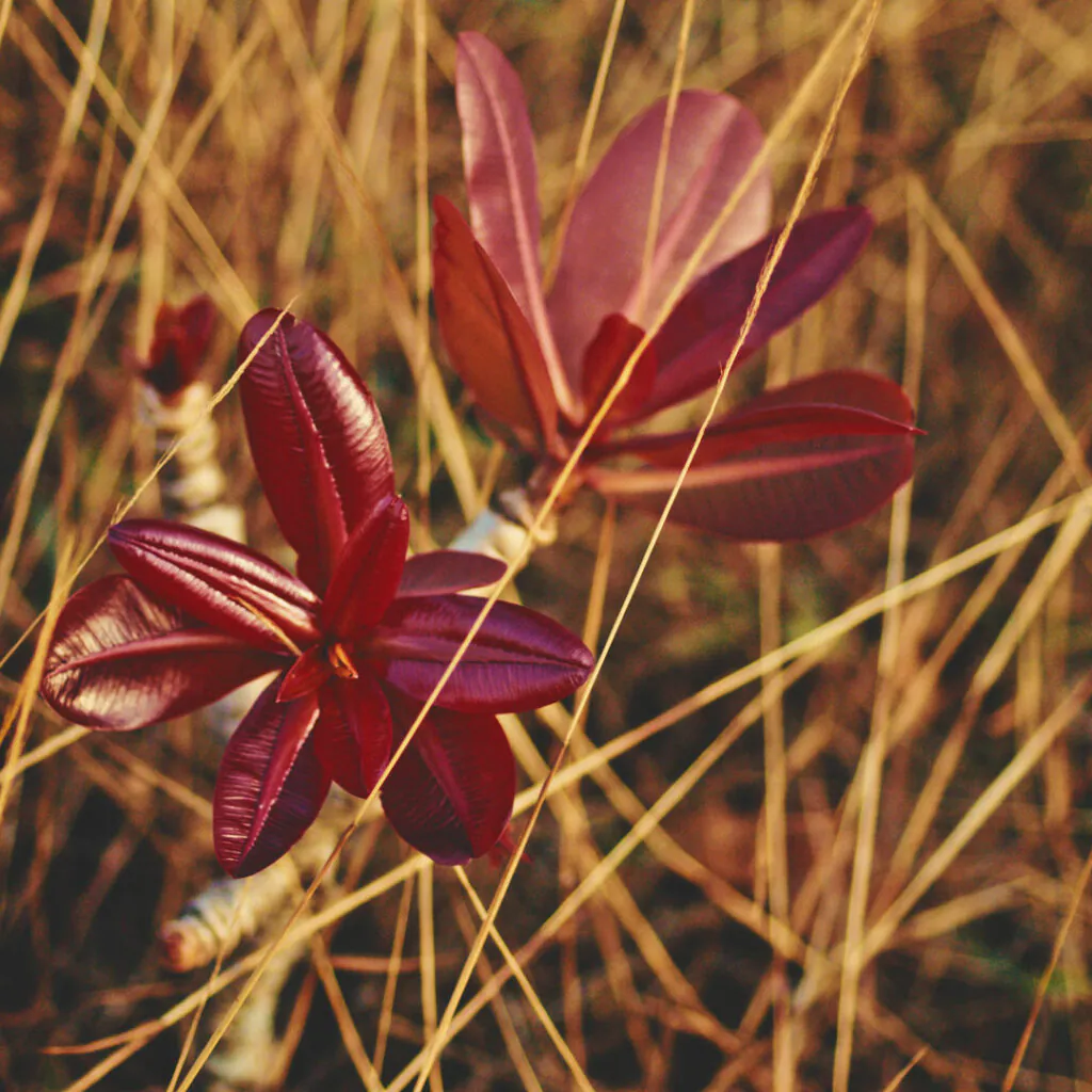 inhotim explore videos ser do cerrado 03