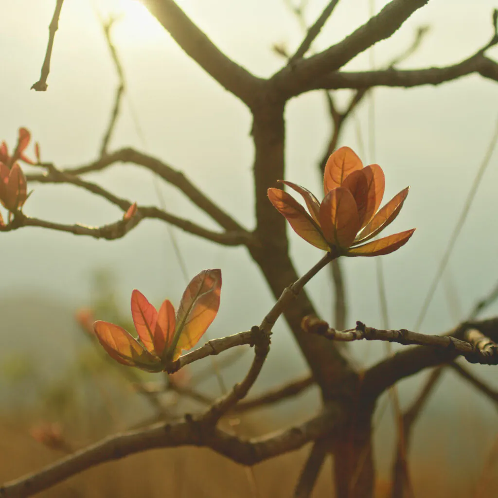 inhotim explore videos ser do cerrado 05