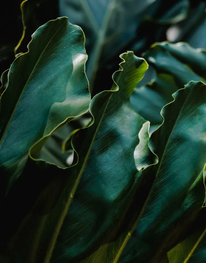 Pelos jardins do Inhotim, você conhece as espécies na companhia dos educadores. Foto: Júlia Lanari