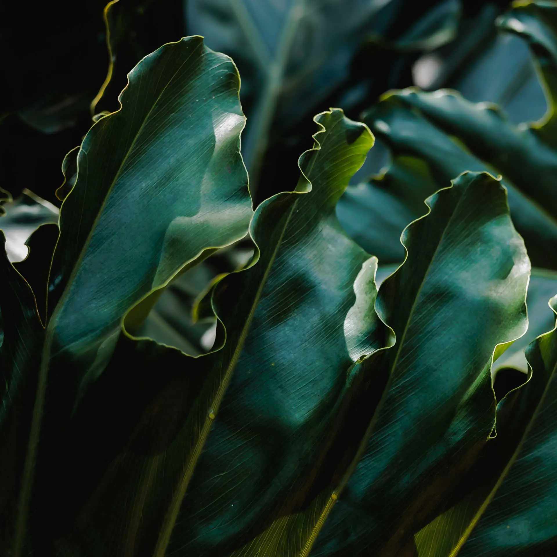 Pelos jardins do Inhotim, você conhece as espécies na companhia dos educadores. Foto: Júlia Lanari