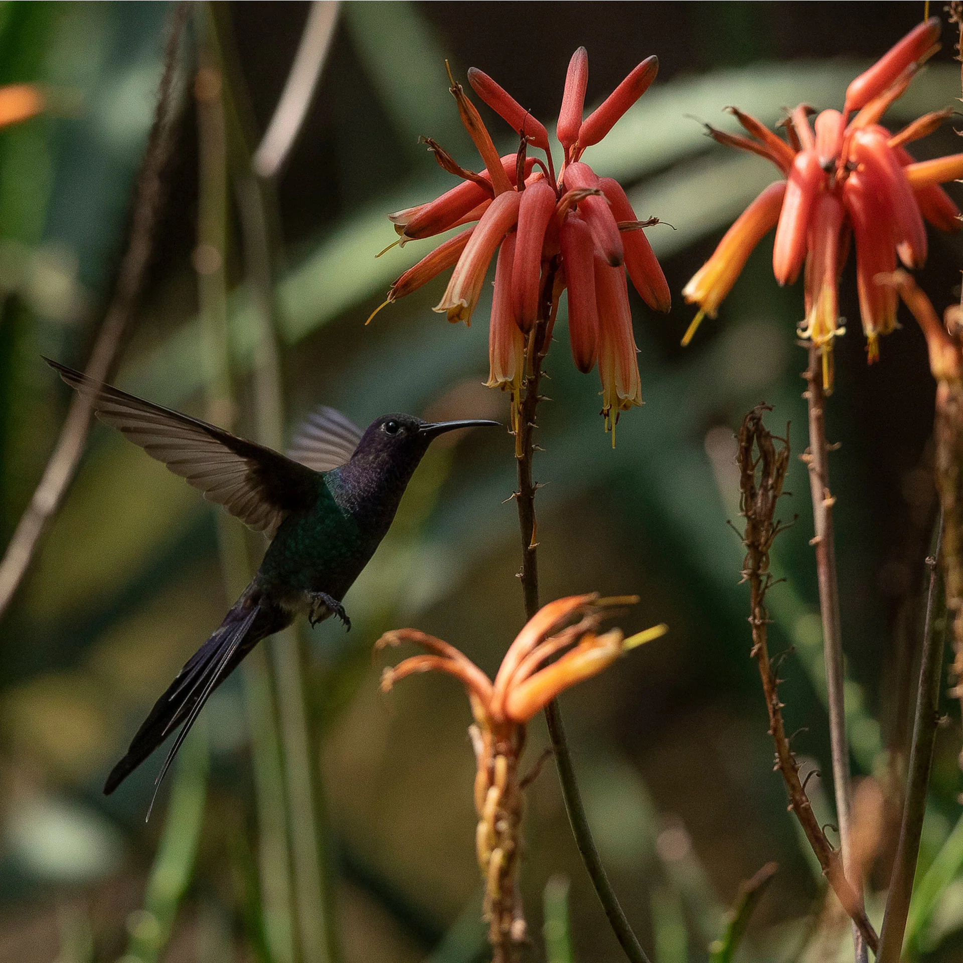 The four conferences welcome professionals from such fields as sustainability, biodiversity conservation, urbanism and related areas. Photo:  João Marcos Rosa