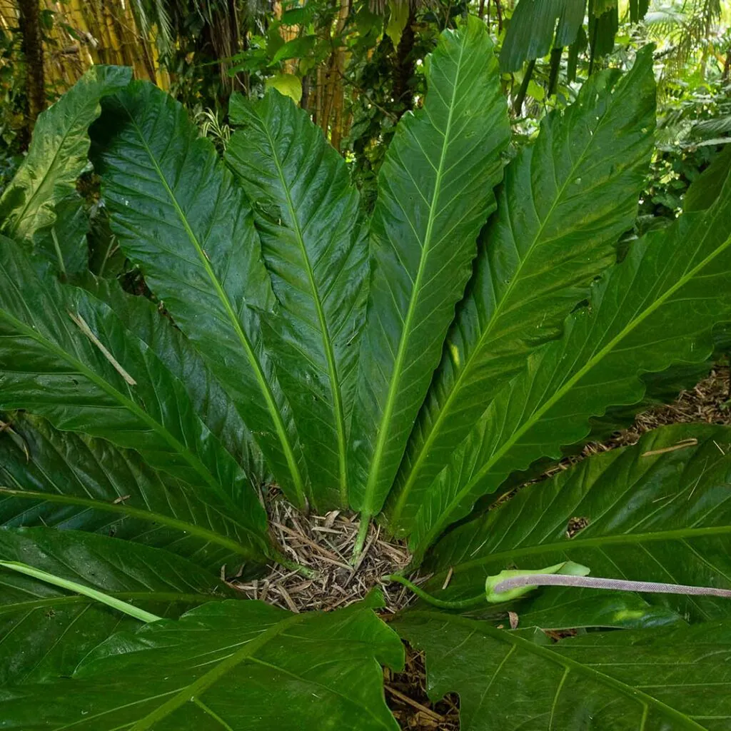 inhotim acervos destaque botanico 2 Anturio-ninho-de-passarinho