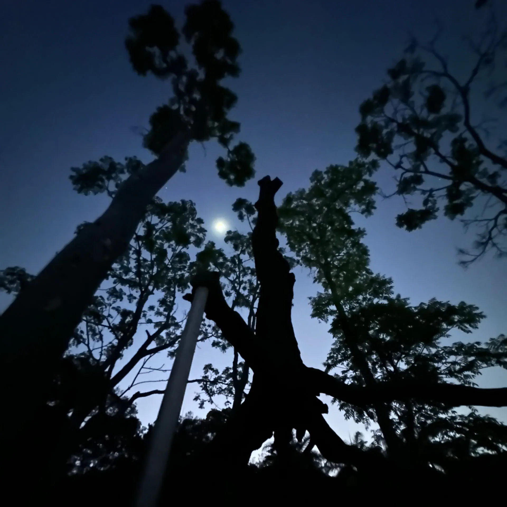 Experiência voltada ao tempo e à natureza é realizada no Inhotim em prol de sua manutenção. Imagem: Identidade do Anoitecer Inhotim