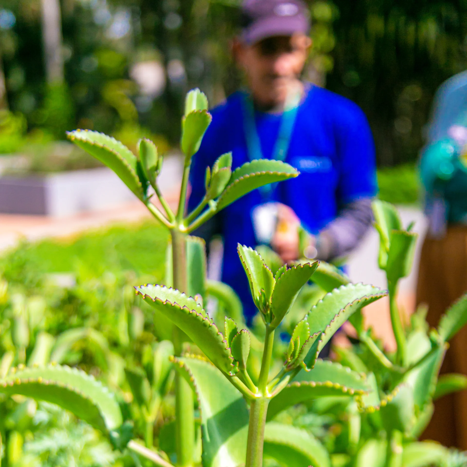 Visits for a new possible world, drawing on nature as inspiration for our current challenges. Photo: Brendon Campos