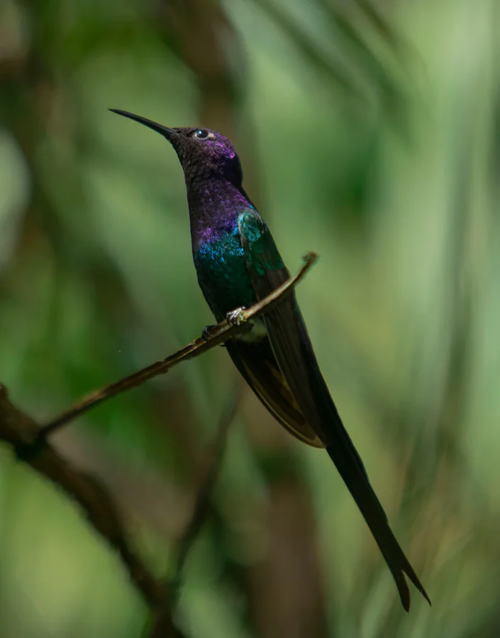 Seminário traz soluções fáceis para evitar a colisão de aves em edificações. Foto:  Joao Marcos Rosa