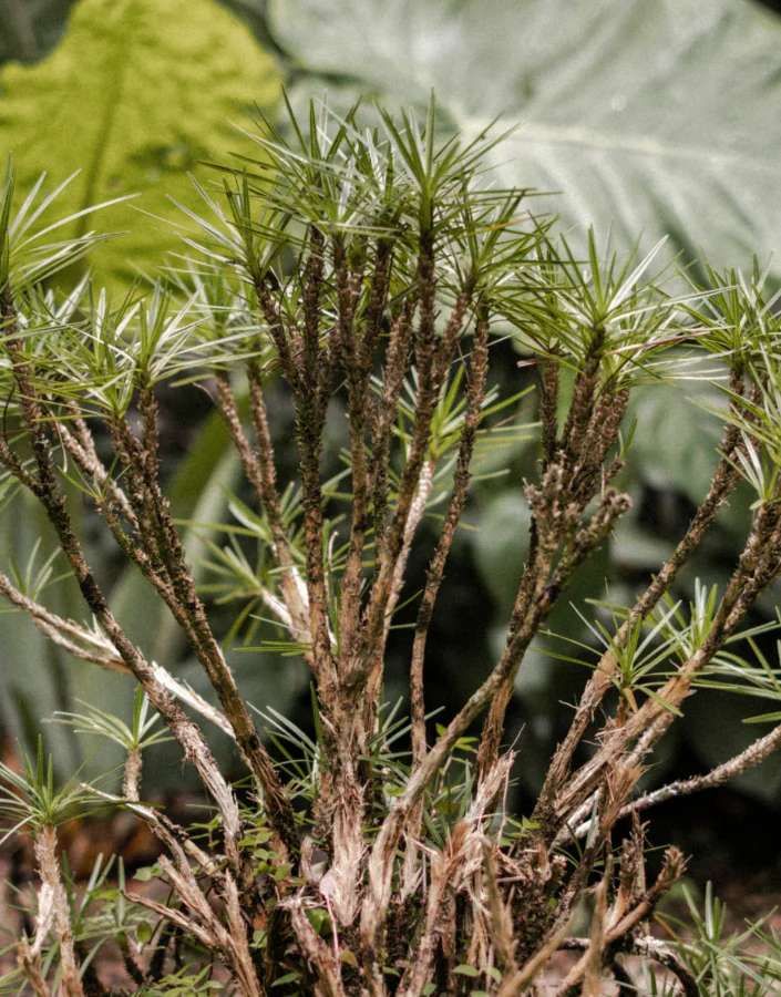 O livro “Jardim de Transição”, da coleção “Jardins do Inhotim”, traz histórias inéditas sobre a transformação da paisagem nesse local. Foto: Maria Vaz.