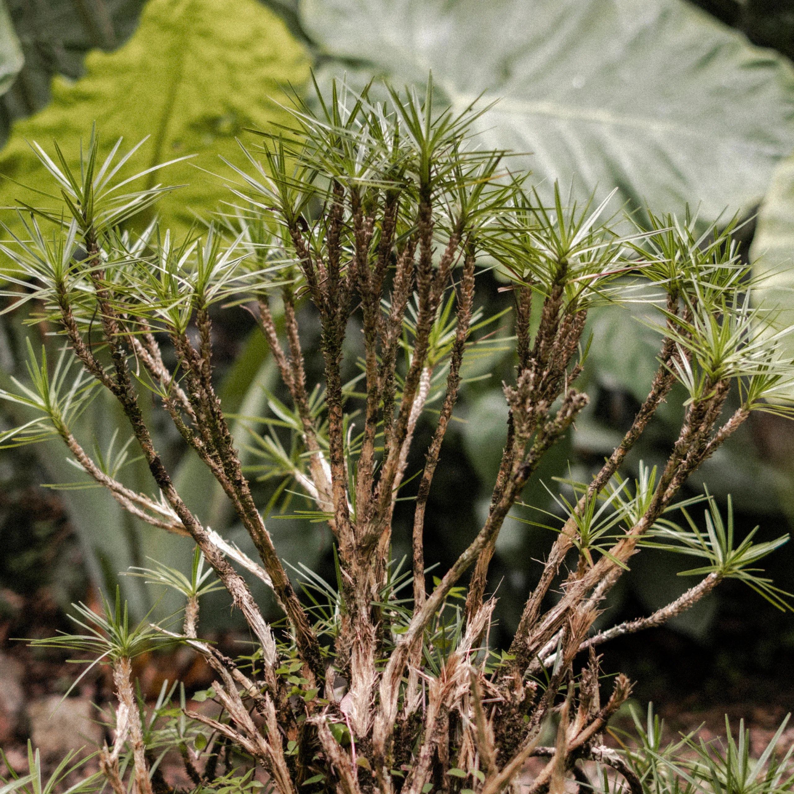 O livro “Jardim de Transição”, da coleção “Jardins do Inhotim”, traz histórias inéditas sobre a transformação da paisagem nesse local. Foto: Maria Vaz.