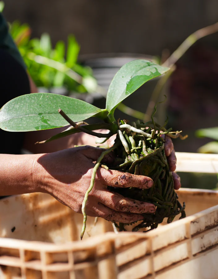 [DES26 NAT] LABJardim SITE HOME JhenLoure