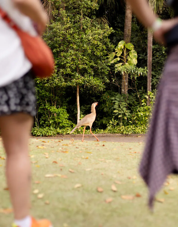 Em outubro, o Inhotim celebra 20 anos com uma programação especial que ocupa diferentes espaços do museu e jardim botânico. Foto: Letícia Reis.